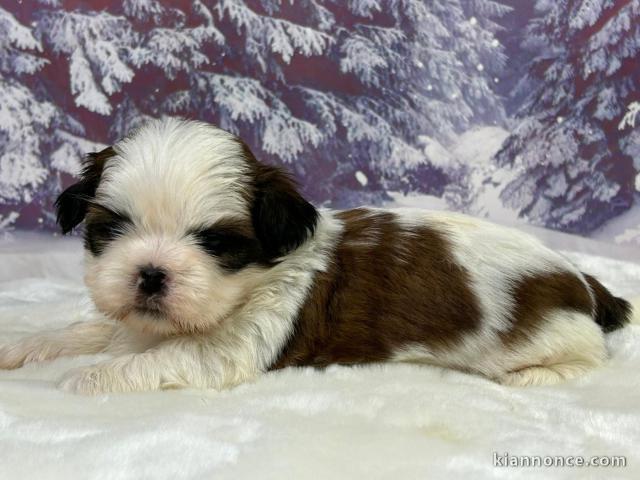 je donne chiot shih Tzu déjà prêt 