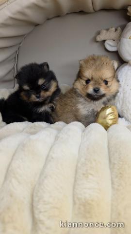 magnifique chiot spitz nain Poméranie 🐕