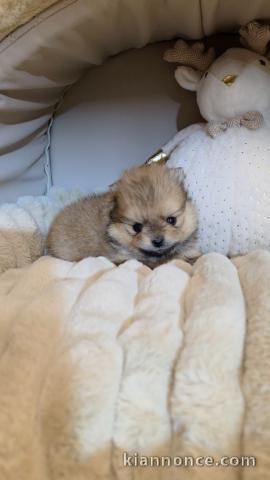 chiot spitz nain adorable 