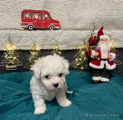 bébé chiot bichon frisé mâle a donner 