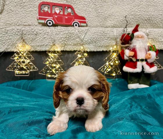 magnifique chiot cavalier king charle 