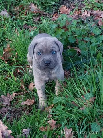 chiot cane corso mâle a donner 
