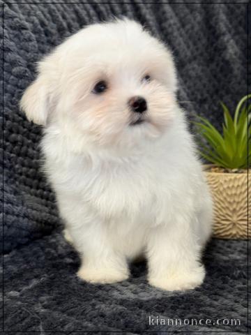 chiot bichon maltais à adopter 