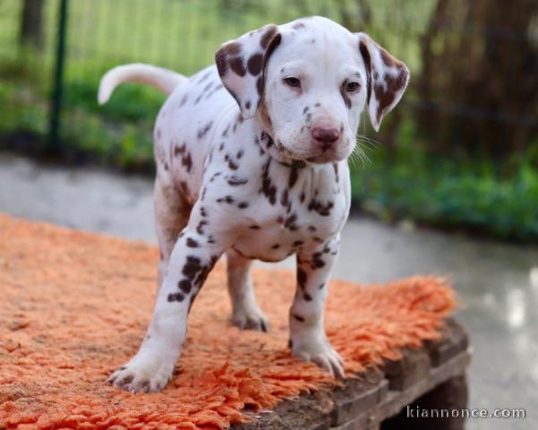 Magnifique chiot dalmatien a donner 