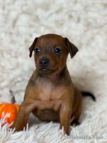 Chiot pinscher nain disponible 