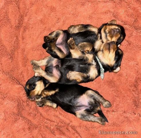 Annonce chiot Yorkshire terrier disponible 
