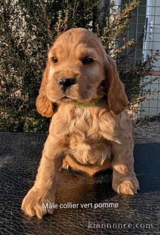 chiot cocker anglais disponible 