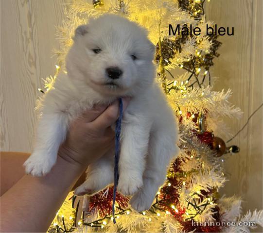 Magnifique chiot samoyède a donner 