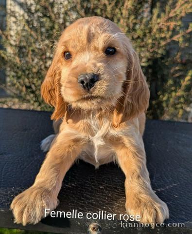 Chiot cocker anglais disponible 