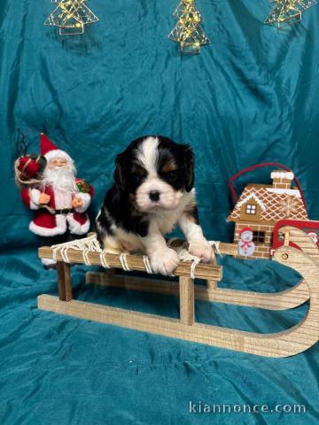 Adoption chiot cavalier king charle 