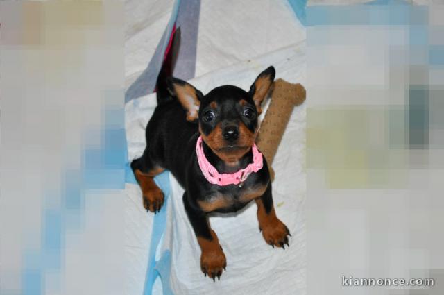 Adorable chiot pinscher nain 