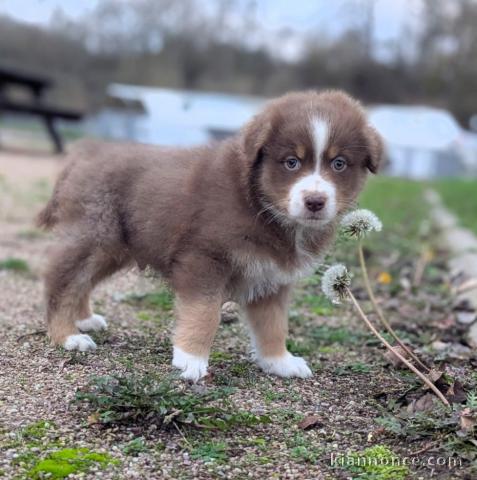 Magnifique chiot berger australien 
