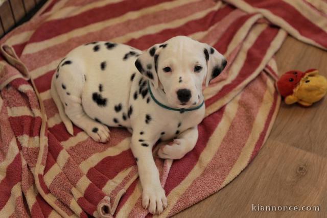 Magnifique chiot dalmatien a donner 