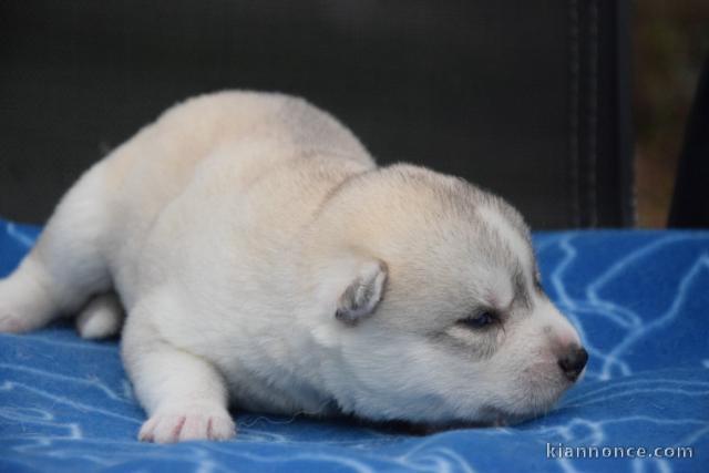 adorable chiot husky sibérien à donner 