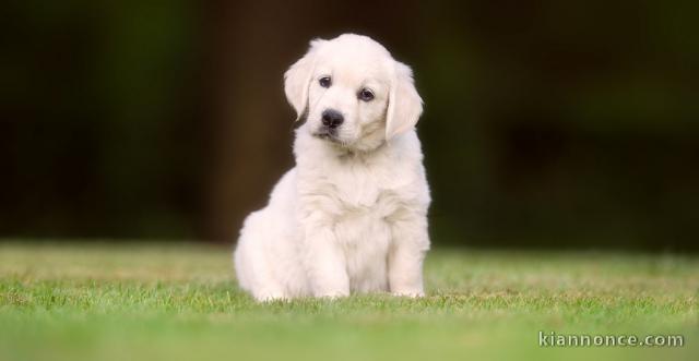 2. À vendre : Adorable chiot Golden Retriever – Snow