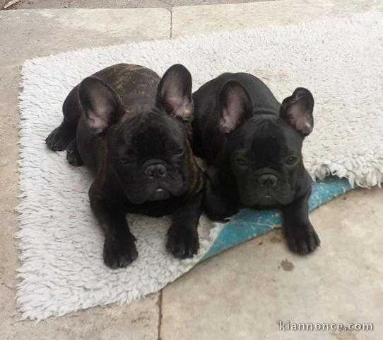 magnifique chiot bouledogue français 