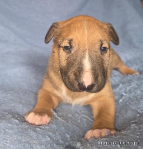 chiot Bull terrier disponible pour adoption 