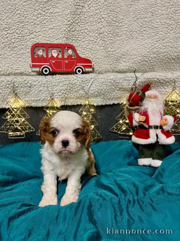 magnifique chiot cavalier king charle 
