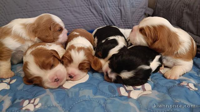 magnifique chiot cavalier king charle 