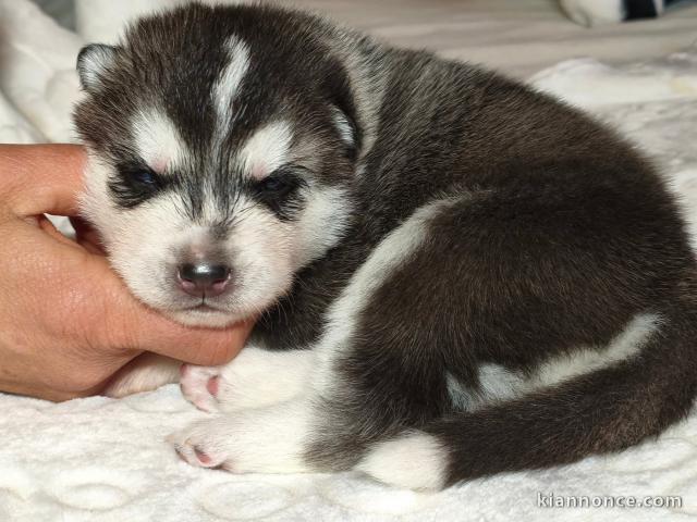 je donne chiot husky sibérien 