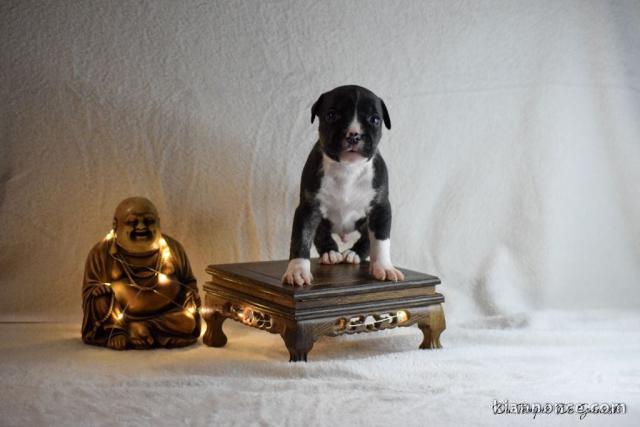 magnifique chiot staffie disponible 