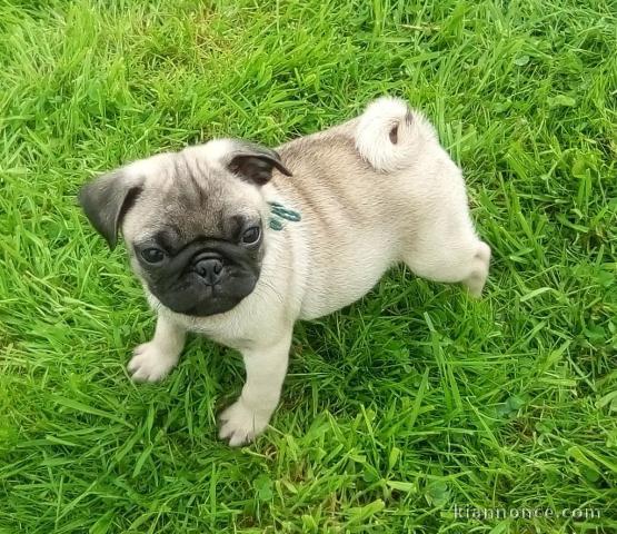 bébé chiot carlin disponible 