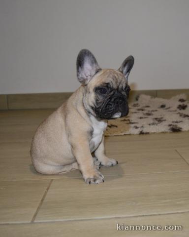 magnifique chiot bouledogue français 