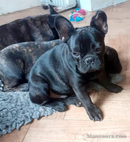 je donne chiot bouledogue français 