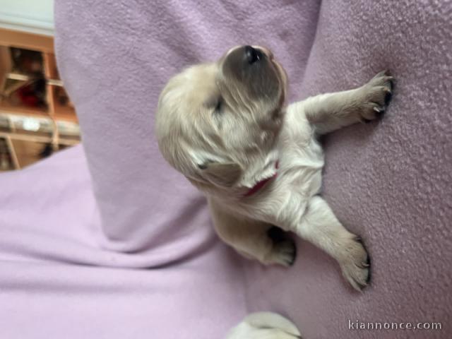 bébé chiot golden retriever mâle a donner 