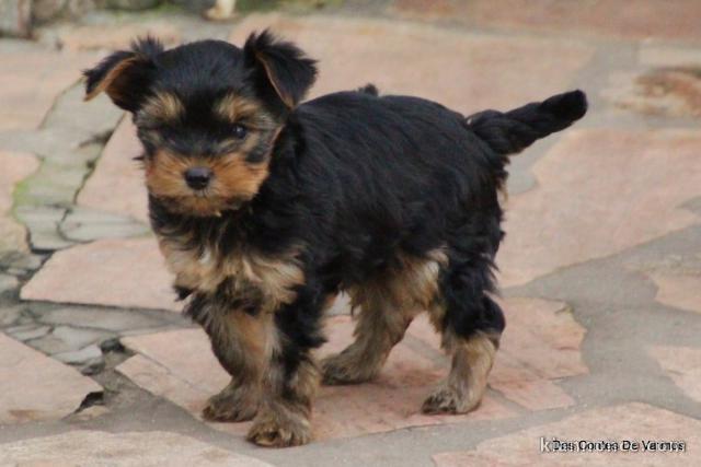 je donne chiot Yorkshire femelle 