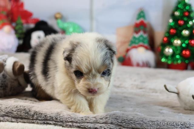 magnifique chiot berger australien 