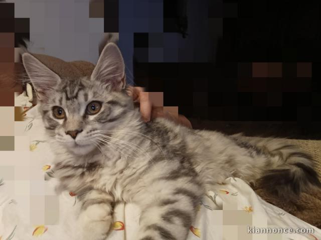 magnifique chaton maine coon 