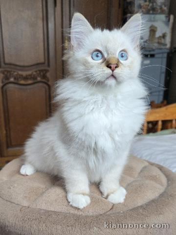 magnifique chaton ragdoll femelle a donner 