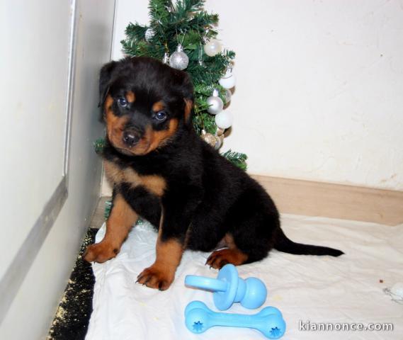 adorable chiot rottweiler à donner 