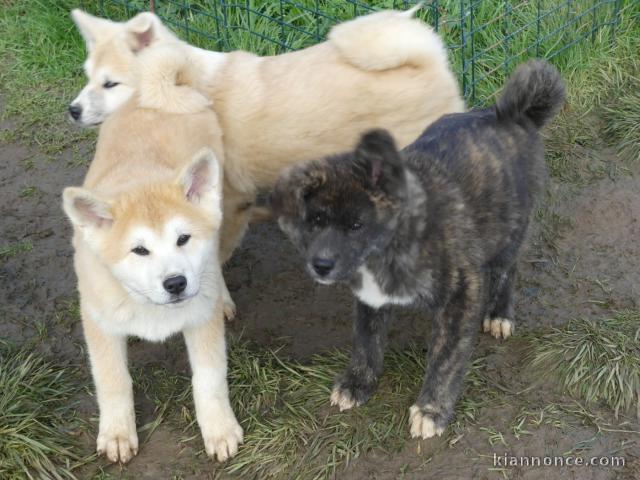 bébé chiot Akita inu 