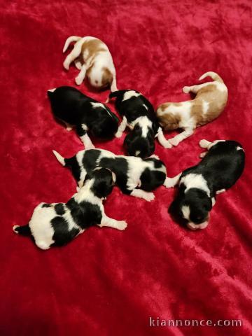 Dons chiot cavalier king charle 