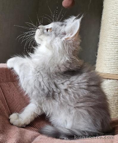 magnifique chaton maine coon disponible 