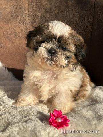 adorable chiot Shih Tzu a donner 