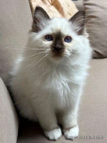Magnifique chaton ragdoll à donner 