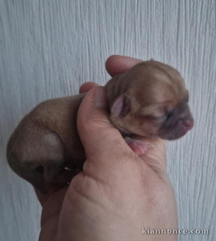 Je donne chiot chihuahua 