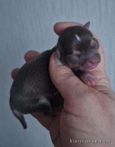 Je donne chiot chihuahua disponible 