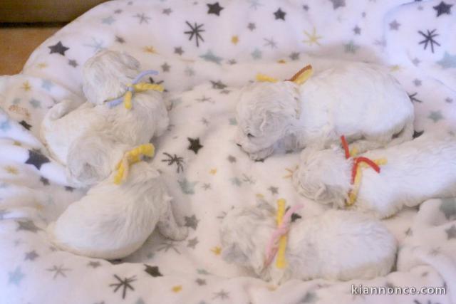 Adoption chiot bichon frisé femelle 