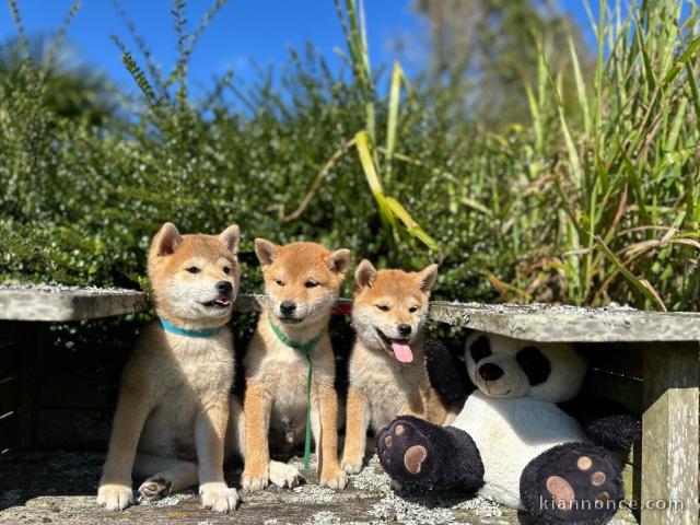 Adoption chiot Shiba-inu disponible 