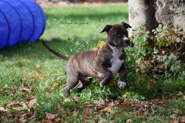 Je donne chiot staffie 