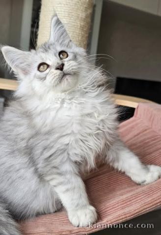magnifique chaton maine coon disponible 