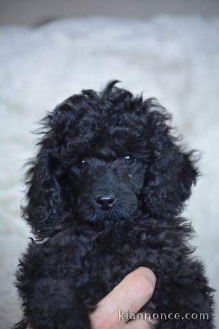 adorable chiot caniche disponible à partir 