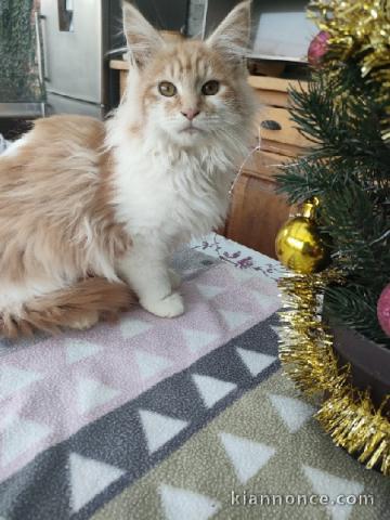 magnifique chaton maine coon 