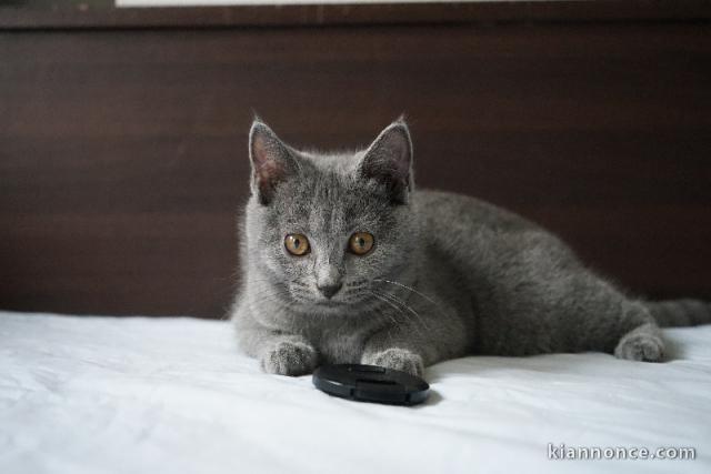 Adorable chaton châtreux disponible 