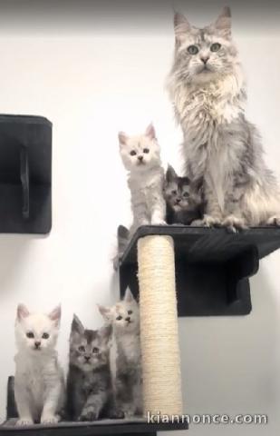 Magnifique chaton maine coon disponible 