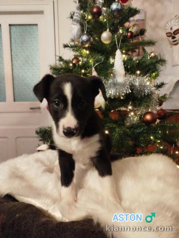 Adorable chiot border collier a donner 